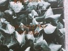 Kate Bush.  The Single File