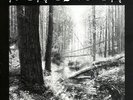 Behemoth - And the Forests Dream Eternally
