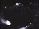 Swans - My Father Will Guide Me Up a Rope to the Sky Vinyl Neu