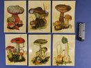 6 x YOUNG RASCALS - Good Lovin' POSTCARD FLEXI DISC great mushrooms Phallus impu