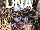 DNA 