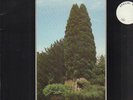 John Foxx The Garden NEAR MINT Virgin Vinyl LP