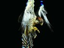 COURTEENEERS: FALCON (LP vinyl *BRAND NEW* *PRE-ORDER*)