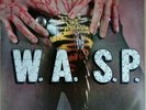 WASP - Animal - 12