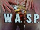 WASP - Animal - 12