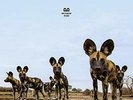 Balthazar - Fever - LP Vinyl - New