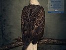 CLUTCH - BOOK OF BAD DECISIONS [VINYL]