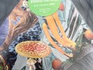 Modest Mouse, Poison The Well   Record Store Day 2019