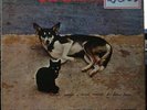 ANTONIO ADOLFO 1979 “Viralata” Bossa Jazz Funk Breaks Soul Nm LP BRAZIL HEAR