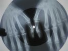Frank Sinatra and Nancy - Something Stupid X-RAY USSR ROENTGEN Bones Record