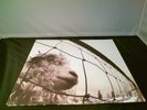 Pearl Jam Vs LP, Re-Released Vinyl Record
