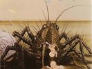 Birth Control-Operation German prog psych reissue lp ZYX label sealed