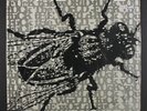 HALO OF FLIES: First Show - Club Dreamerz LP Sealed Rock & Pop