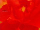 Motorpsycho-Let Them Eat Cake (Rose Coloured Vinyl) (UK IMPORT) VINYL NEW