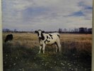 Pink Floyd - Dark Side Of The Moo - Screaming Abdabs - Trixie - NM