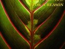 LIFETONES-FOR A REASON (GATE) (DLCD) VINYL LP NEW