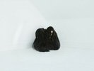 DOUBLE LP & MP3 Chelsea Wolfe Hiss Spun CUSTOM ETCHING ON SIDE D/ DOWNLOAD