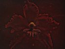 Machine Head-Burning Red (1LP Coloured) VINYL NEW