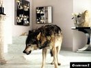 Grinderman - Grinderman 2 - LP - New