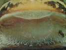 Froggie Beaver - From The Pond LP - Froggie Beaver - Private Prog Psych VG+