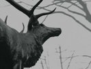 Agalloch - The Mantle  DLP