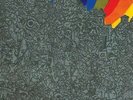 PRE-ORDER Lightning Bolt - Wonderful Rainbow [Vinyl New]