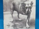 Alice In Chains Self Titled Vinyl 1st Pressing C267248 Columbia Records NM/M