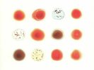 GABRIEL, Peter/VARIOUS - Scratch My Back & I'll Scratch Yours - Vinyl (2xLP)