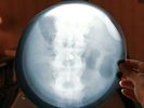 Led Zeppelin i Can't Quit You Ba X-Ray USSR Vinyl Record Music on Bones Roentgen