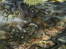 CEREBRAL ROT-ODIOUS DESCENT INTO DECAY (UK IMPORT) VINYL LP NEW