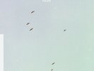 Lycoriscoris - Flight Vinyl LP Anjunadeep NEU
