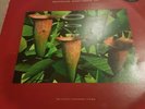 Artificial Intelligence II Limited Edition 3xlps