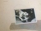Fleetwood mac tusk Double Vinyl K66088