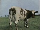 Pink Floyd Atom Heart Mother - EMI - EX vinyl LP album record UK SHVL781