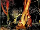 ECHO AND THE BUNNYMEN 