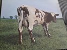 Pink Floyd Atom Heart Mother UK VINYL LP EX