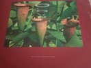 Artificial Intelligence II Limited Edition 3xlps