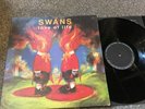 Swans 
