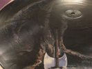 king diamond them lp
