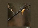 Sync24 - Comfortable Void [New Vinyl LP]