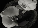 MIKE PATTON / JEAN-CLAUDE  VANNIER -CLAUDE - CORPSE FLOWER NEW VINYL