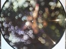PINK FLOYD OBSCURED BY CLOUDS Picture Disc Lp Psych Prog soundtrack album RARE