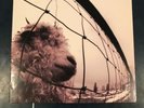 Vs. [LP] by Pearl Jam (Vinyl, Oct-1993, Epic Associated)