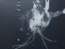 Sigur Ros- Route One- Limited 1000- RSD 2018- New