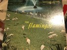 Flamingos - S/T LP - Checker Mono DG First Press Black Label
