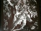 Graveland- Carpathian Wolves LP No Colours Nokturnal Mortum Mayhem Bathory MGLA