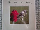 Vinyl--RUSH--SIGNALS--  RARE