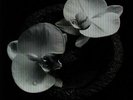 PATTON, Mike/JEAN CLAUDE VANNIER - Corpse Flower - Vinyl (LP)