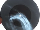 EDDIE COCHRAN - JELLY BEAN - USSR GEORGIAN UNIQUE X-RAY ROENTGEN BONES RECORD