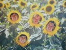 THE SUNNYBOYS INDIVIDUALS LP Australia MUSHROOM 1982  ex++